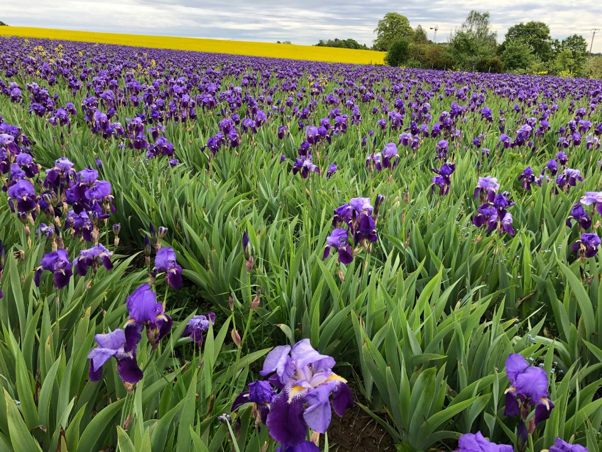 Iris – die Edle und Kostbare